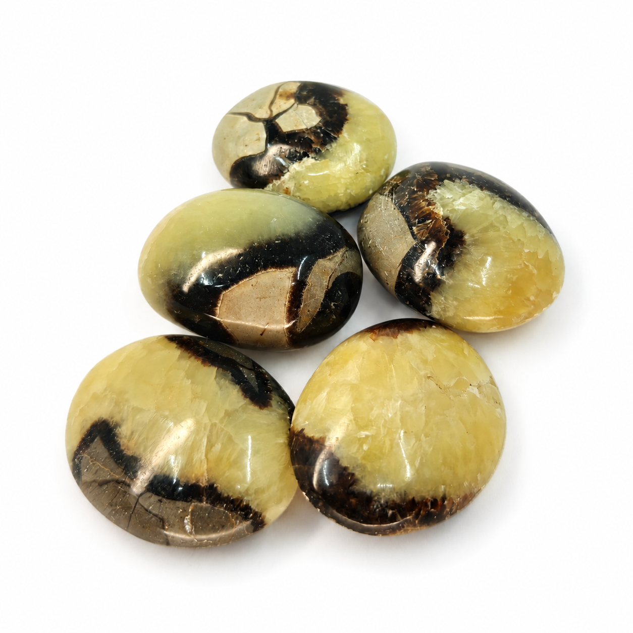 Septarian - confidence & expression